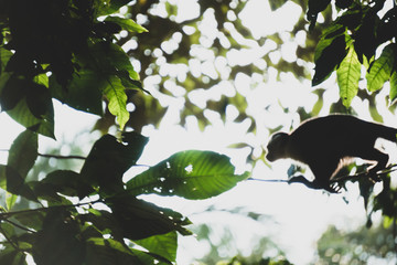 White Faced Capuchin Monkey, Costa Rica