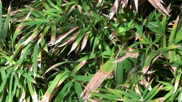 4K HD video of two red and white wing butterflies with tattered wings, Heliconius hortense, the Mexican longwing, Mexican heliconian, one flies over to other and both fly away.