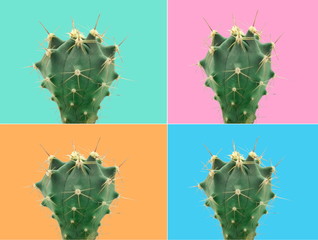 Green cactus close up on green, pink, orange and blue background. Pop art and fashion style 