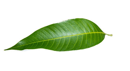 Obraz premium Green lemon leaf isolated on white background