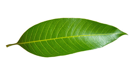 Fototapeta na wymiar Green lemon leaf isolated on white background