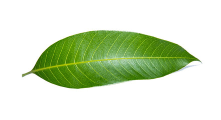 Fototapeta na wymiar Green lemon leaf isolated on white background