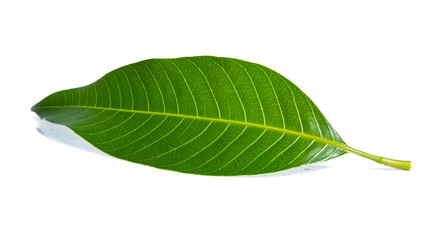 Fototapeta premium Green lemon leaf isolated on white background