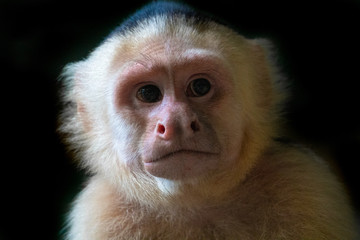 Fototapeta premium White Faced Capuchin Monkey, Costa Rica