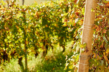 Dolcetto grapes growing in the Langhe region of Piedmont, italy