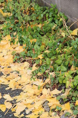 Green grass and yellow ginkgo leaves