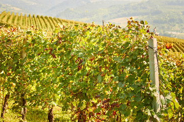 Fototapeta na wymiar Dolcetto grapes growing in the Langhe region of Piedmont, italy
