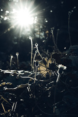 shoot backlit on green grass background in the garden.