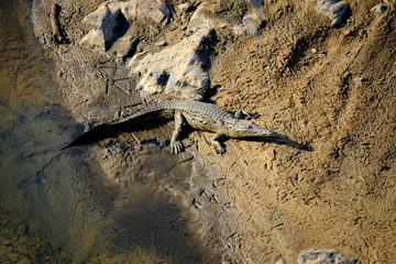 One young Nile Crocodile catching sun on the river bank