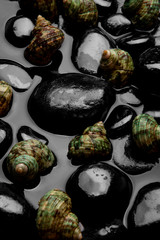 Black Shell Sea Rock Animal