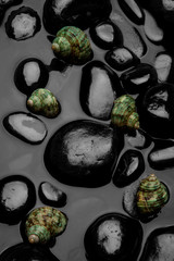 Black Shell Sea Rock Animal