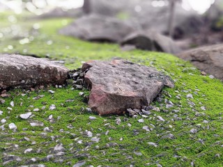Moss on stone