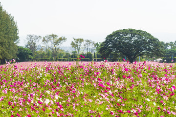 Pink cosmos flowers in field