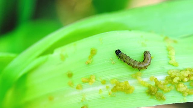 Fall armyworm (Spodoptera frugiperda) on maize,Fall armyworm and diet methods.
