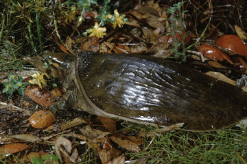 Florida Softshell Turtle (Apalone Ferox)