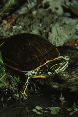 Chicken Turtle (Deirochelys Reticularia)