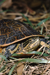 Chicken Turtle (Deirochelys Reticularia)