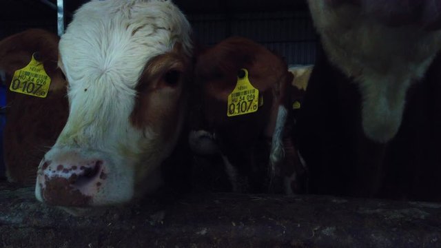 A young cow/calf with ear tags in an enclosed shelter