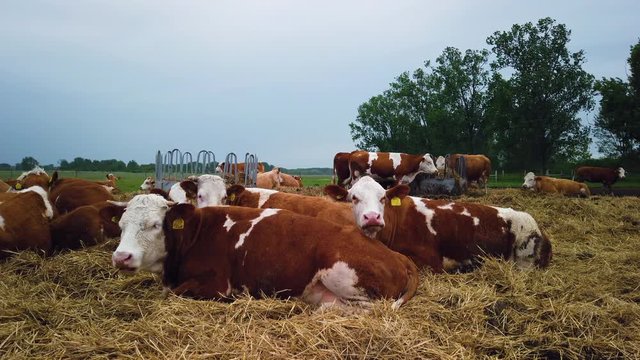 A herd of cattle grazing and standing in a paddock