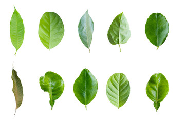 Green leaves set in isolated white background ,cliping path