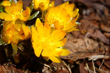 福寿草。早春の野に咲く黄色い花。