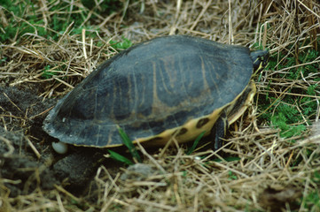 Chicken Turtle (Deirochelys Reticularia) Laying Eggs