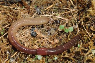 Common Earthworm (Lumbricus Terrestris)