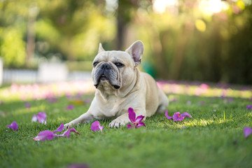 Fototapeta premium Cute french bulldog playing under Bauhinia purpurea tree in the garden.