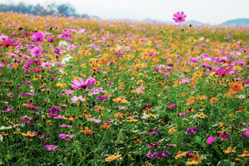Fototapeta premium Colorful cosmos in park.