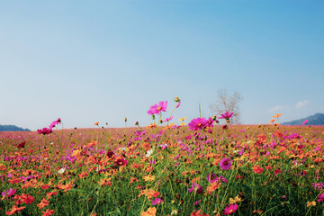 Cosmos on field at blue sky.
