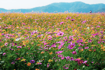 Cosmos on field in summer.