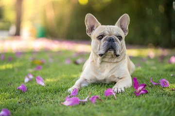 Cute french bulldog lying on grass under Bauhinia purpurea tree in the garden.