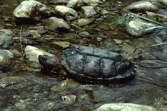 Common Snapping Turtle (Chelydra Serpentina)