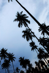 Palm tree with silhouettethe at sky.
