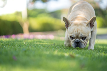 Fototapeta premium Cute french bulldog playing under Bauhinia purpurea tree in the garden.