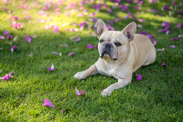 Obraz premium Cute french bulldog lying on grass under Bauhinia purpurea tree in the garden.