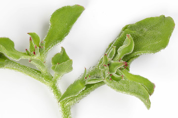 Obraz premium Ice plant vegetable greed frosty leaf