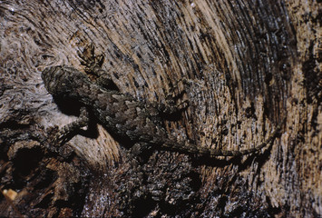 Eastern Fence Lizard (Sceloporus Undulatus)