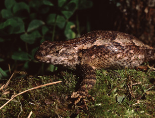 Eastern Fence Lizard (Sceloporus Undulatus)