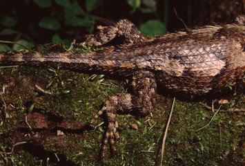 Eastern Fence Lizard (Sceloporus Undulatus)