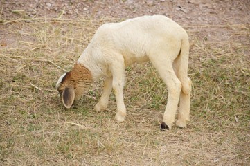 Fototapeta premium cute sheep in nature garden