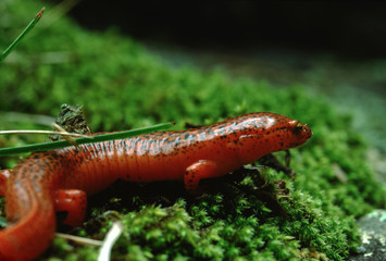 Eastern Newt Red Eft (Notophthalmus Viridescens)