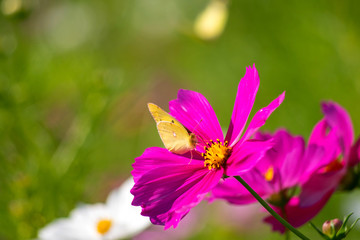 Fototapeta premium 蝶のとまるコスモス