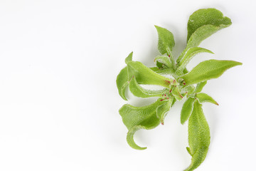 Ice plant vegetable greed frosty leaf