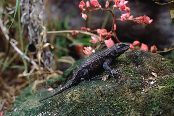 Florida Scrub Lizard (Sceloporus Woodi)