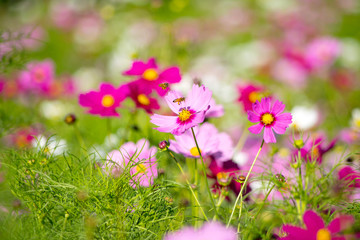 ミツバチの飛ぶコスモス畑