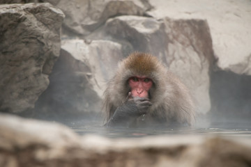 Portrait of Japanese Snow Monkey Macaque bathing in natural outdoor hot spring while snowing in winter season, Jigokudani Monkey Park, Nagano, Japan