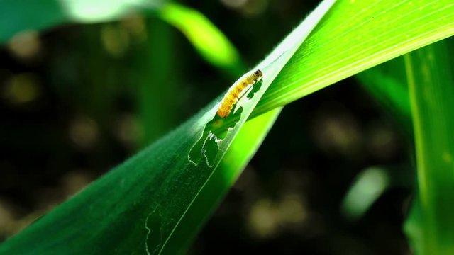 Fall armyworm (Spodoptera frugiperda) on maize,Fall armyworm and diet methods.