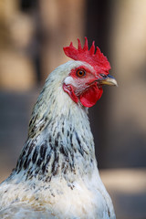 Closeup of a rooster in the chicken coop in a farmyard