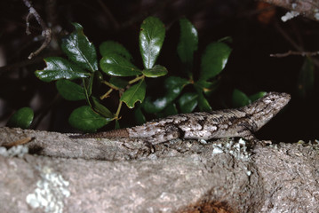 Eastern Fence Lizard (Sceloporus Undulatus)